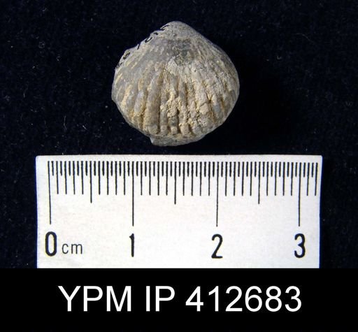 Uncinulus sp.