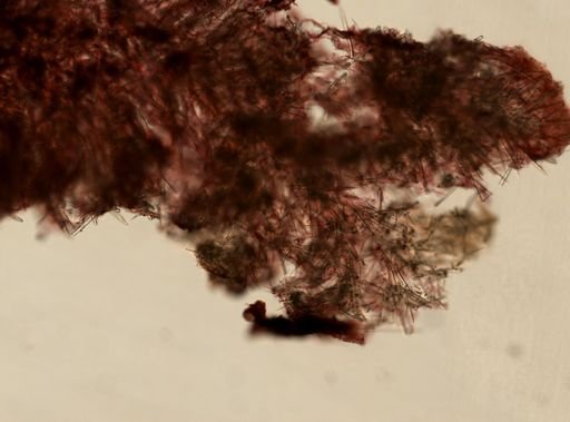cf. Endectyon (Hemectyon)