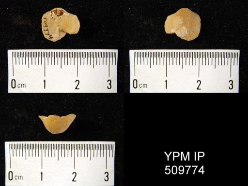 Platidia sp.