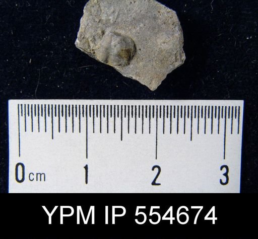 Hyattidina congesta junea