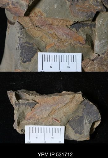 Pirania sp.
