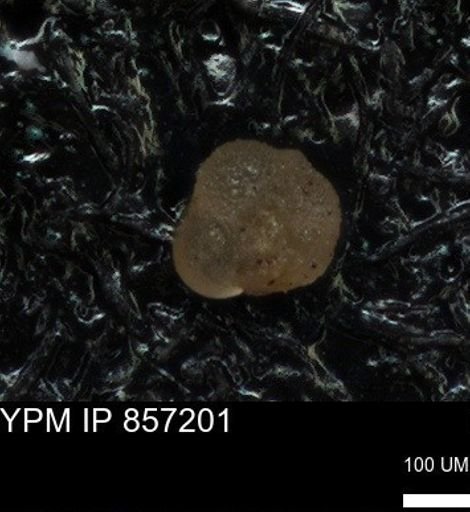 undet. Foraminiferida