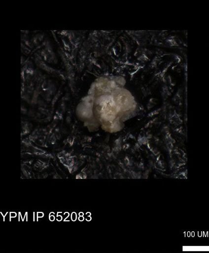 undet. Foraminiferida