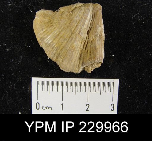 Neospirifer sp.