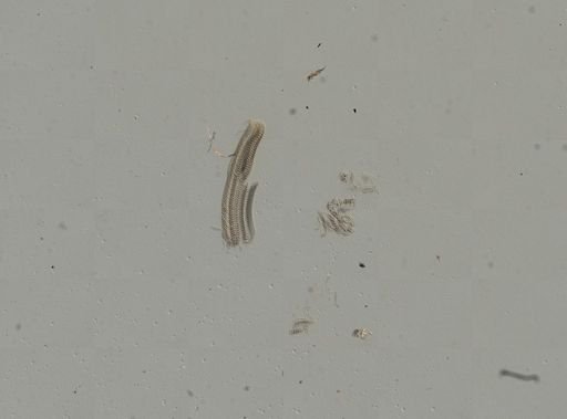 Somatogyrus currierianus