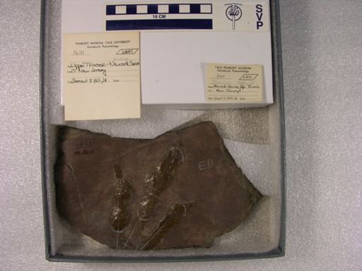 Grallator sp.
