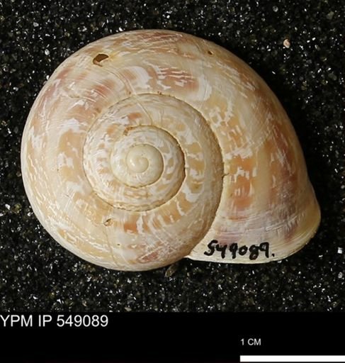 Helicidae?
