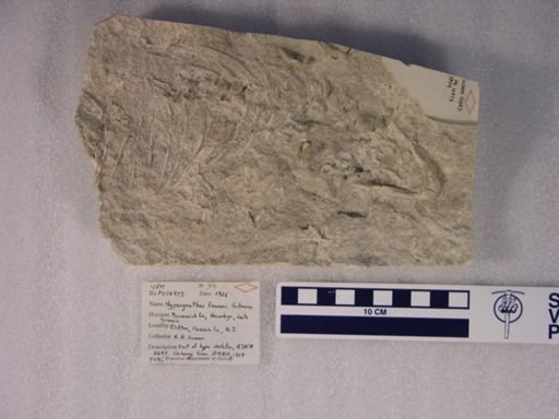 Hypsognathus fenneri