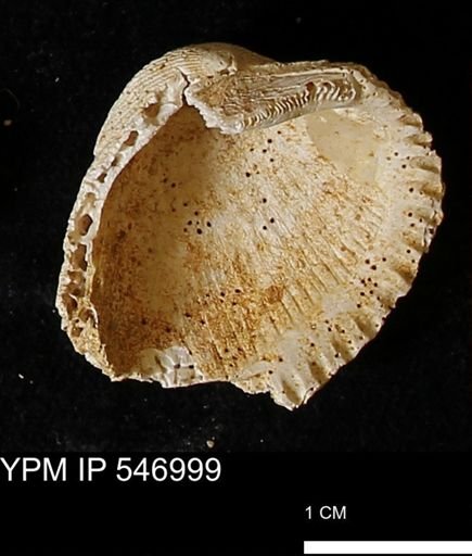 Scapharca transversa