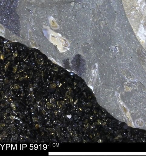 Serpulidae