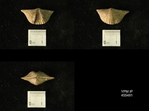Platystrophia acutilirata