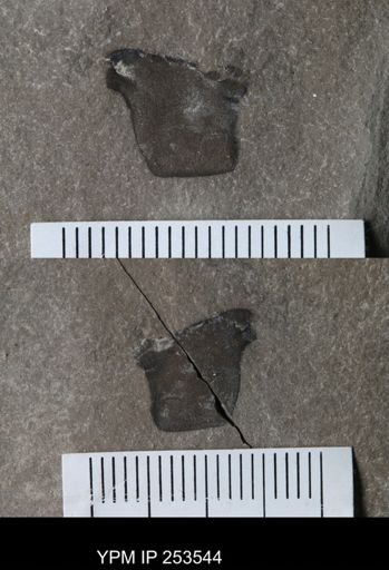 Eurypterus sp.