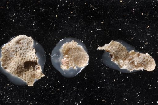 Floridina antiqua