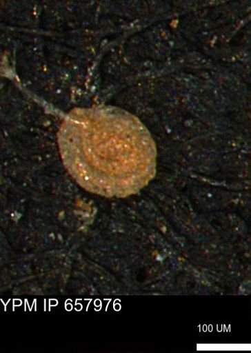 Spirolocammina subcircularis