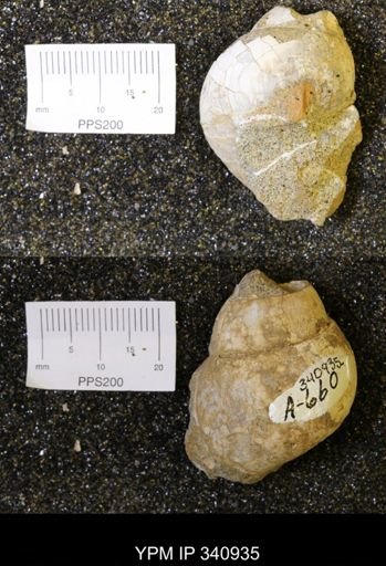 Euspira sp.