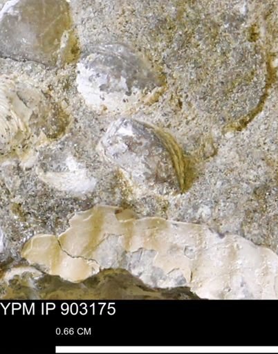 Corbulamella?