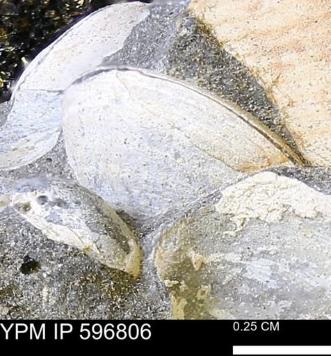 Limopsis? striatopunctatus
