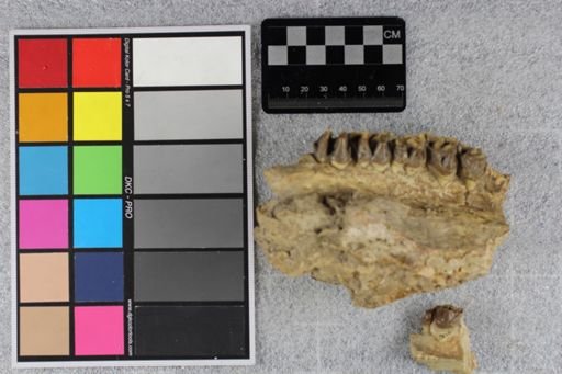 Hyracodon sp.