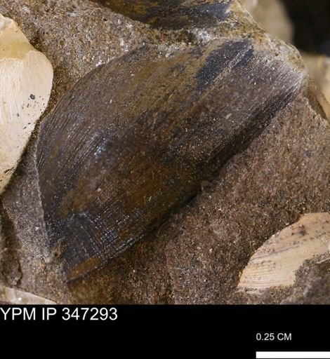 Limopsis striatopunctatus