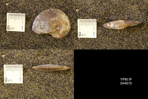 Sphenodiscus lenticularis