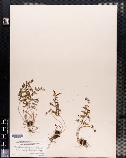 Cystopteris bulbifera