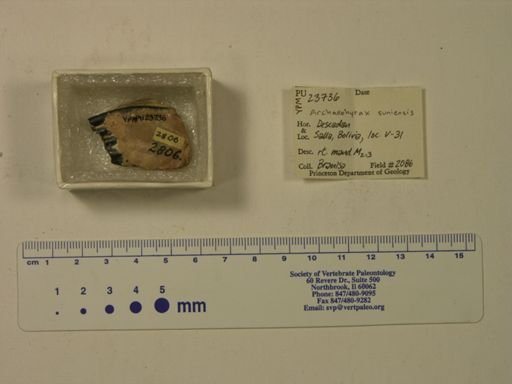 Archaeohyrax suniensis
