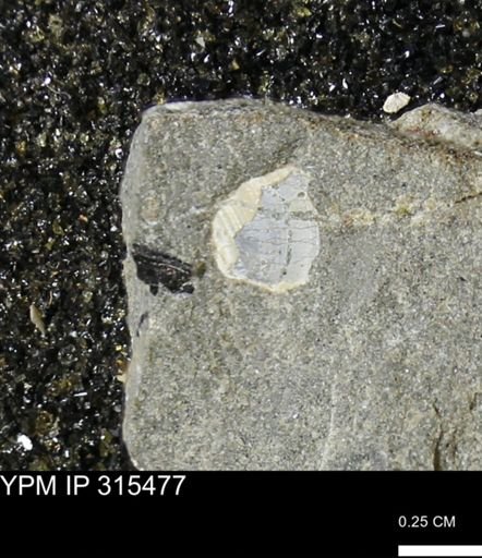 undet. Mollusca