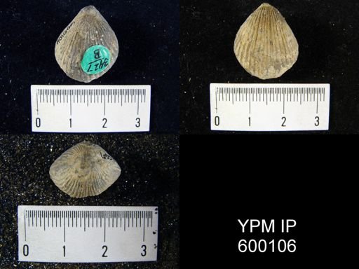 Homoeospira evax