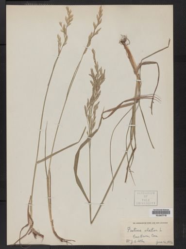 Festuca elatior