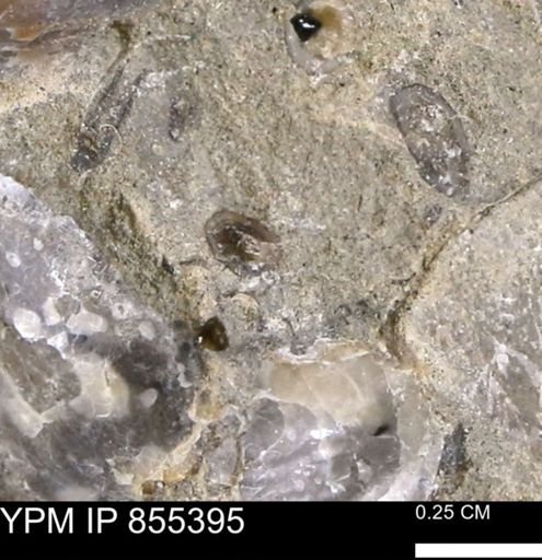 undet. Mollusca