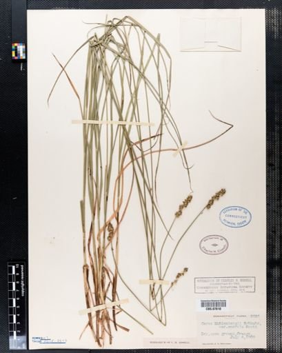 Carex vulpinoidea