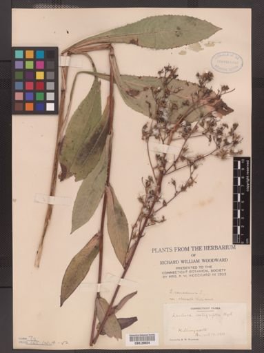 Lactuca canadensis var. obovata