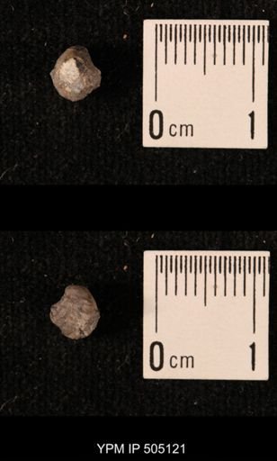 Ambocoelia planoconvexa