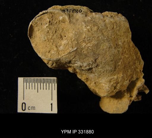 undet. Platyceratoidea