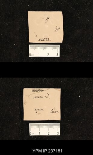 undet. Diptera