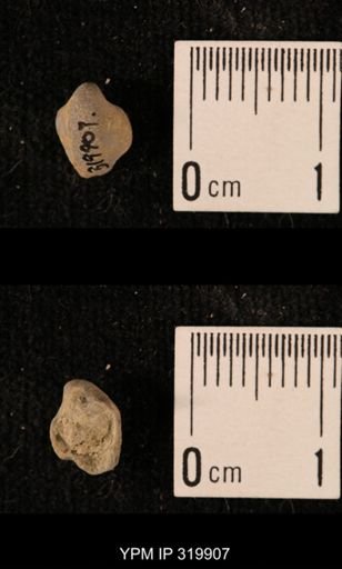 Ambocoelia planoconvexa