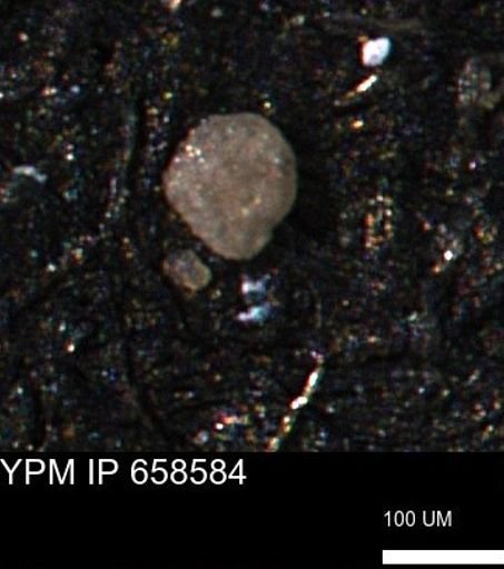 undet. Coccolthiophyceae