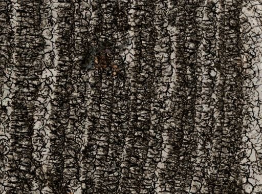Cliona laticavicola