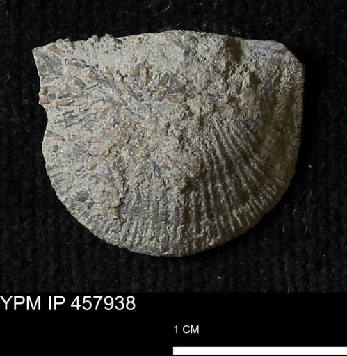 Strophodonta sp.