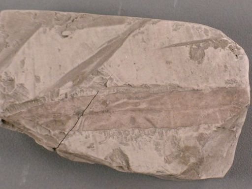Celastrus arctica