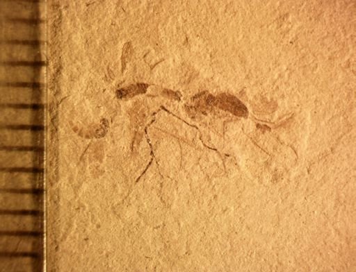 undet. Diptera