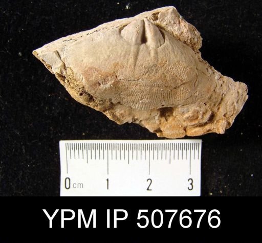 Schizophoria?