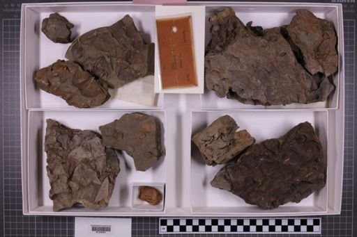 mixed taxa, stratigraphic collection