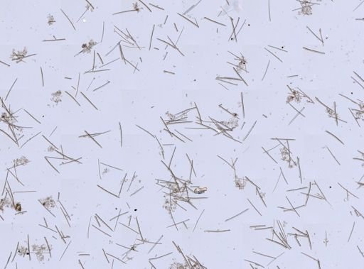 Iophon sp.