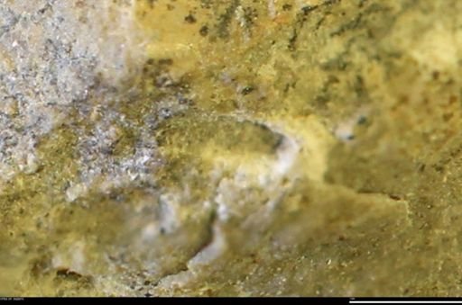 undet. Mollusca