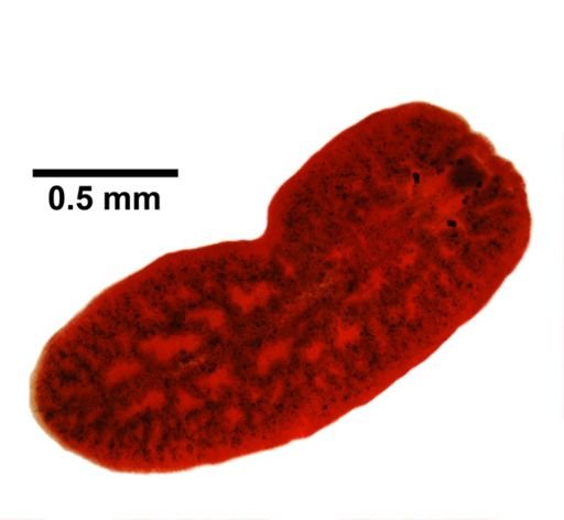 Euplana gracilis