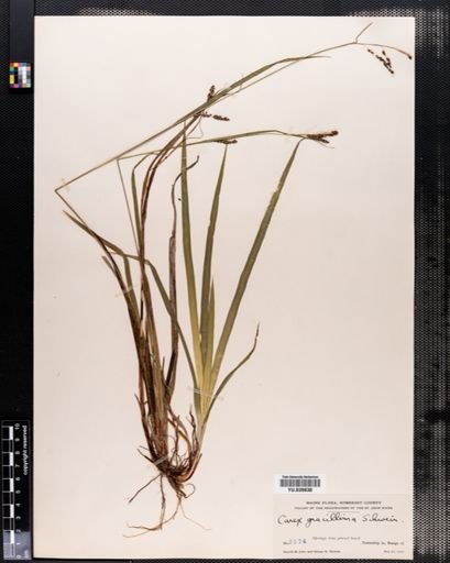 Carex gracillima