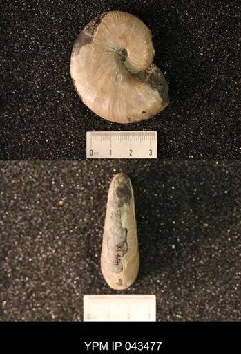 Hoploscaphites nicolletii