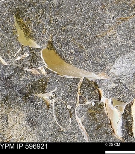 undet. Bivalvia