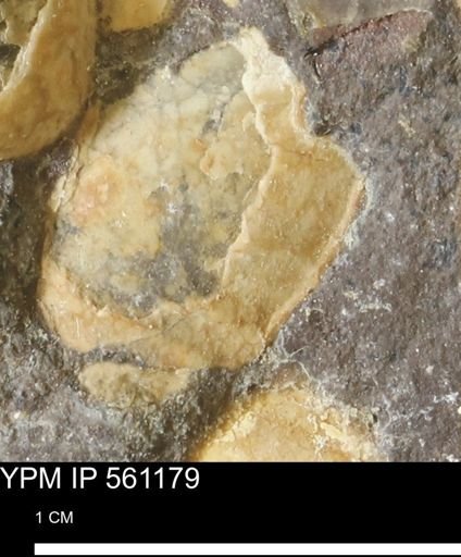 Inoceramus sp.